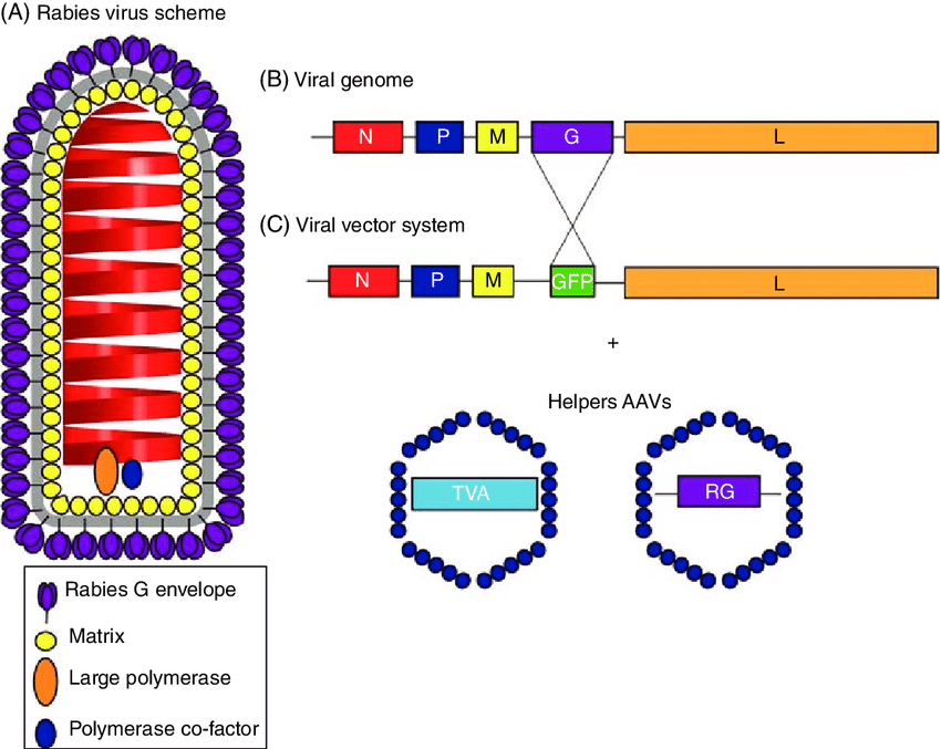 rabies-virus-a-schematic-of-rabies-virus-the-helical-rna-is-enclosed-in-the_k3ax.png