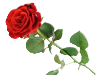 [تصویر: rose_rb63.png]