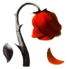 [تصویر: rosee_fcj.png]