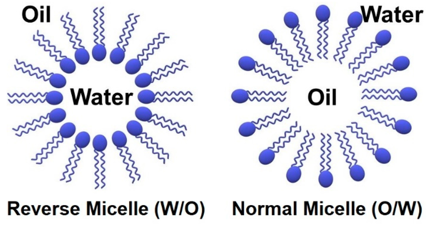 schematic-structure-of-a-reverse-and-normal-micelle_n0qh.png