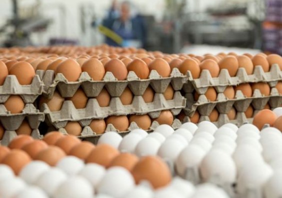 تولیدکنندگان، تخم مرغ را زیر قیمت مصوب می‌فروشند
