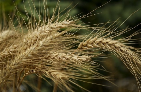 تولید ۱۰ میلیون تن گندم در کشور