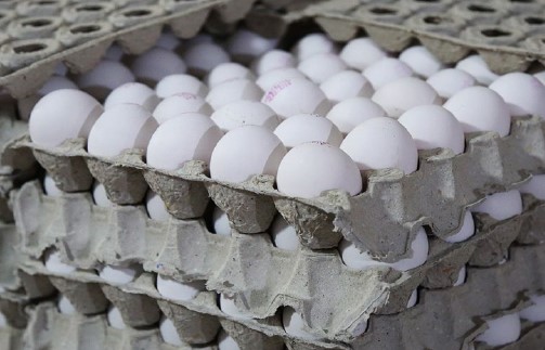 تخم مرغ کمتر از نرخ مصوب در فروشگاه های زنجیره ای عرضه می شود