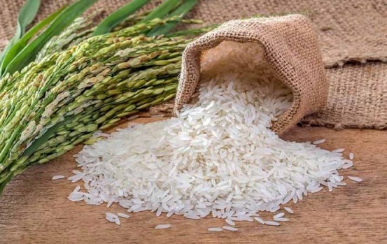 تولید برنج به ۲ میلیون و ۵۰۰ هزارتن می‌رسد