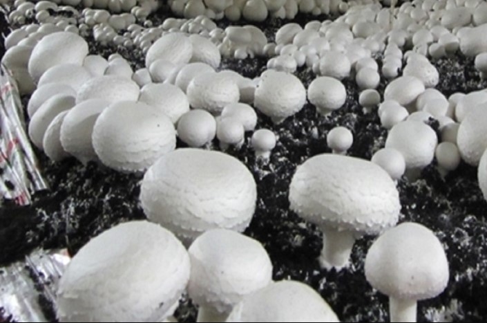 تولید قارچ به ۲۱۰ هزارتن می‌رسد