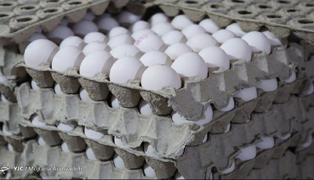 تخم مرغ در میادین تره بار کمتر از نرخ مصوب عرضه می‌شود