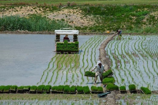 برنامه ریزی برای صادرات برنج ایرانی در حال انجام است