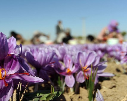 صادرات زعفران از ابتدای سال به ۱۳۶ تن رسید