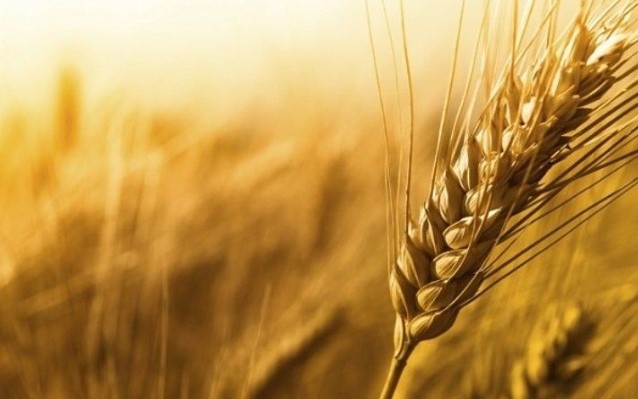 کشت ۶ میلیون هکتار گندم در سال زراعی جاری/ توزیع ۴۲۰ هزار تن بذور اصلاح شده میان کشاورزان