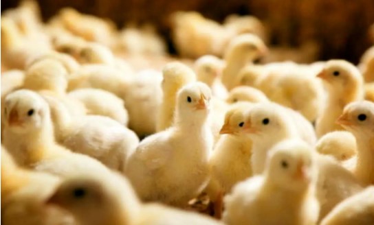 روند کاهشی قیمت مرغ با افزایش جوجه‌ریزی/ تولید با جوجه ۳۰ هزار تومانی/ ۱۵۰ میلیون قطعه جوجه‌ریزی