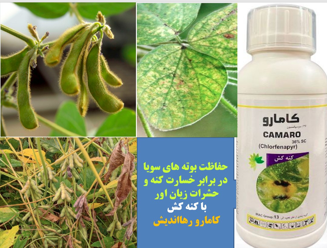 کنترل کنه و سایر آفات زراعت سویا با کنه کش کامارو -رهااندیش – قسمت اول