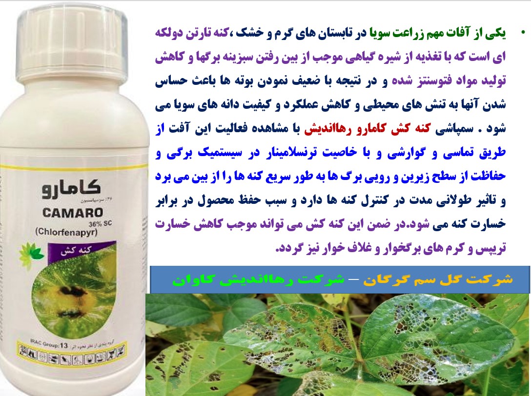 کنترل کنه و سایر آفات زراعت سویا با کنه کش کامارو -رهااندیش – قسمت دوم