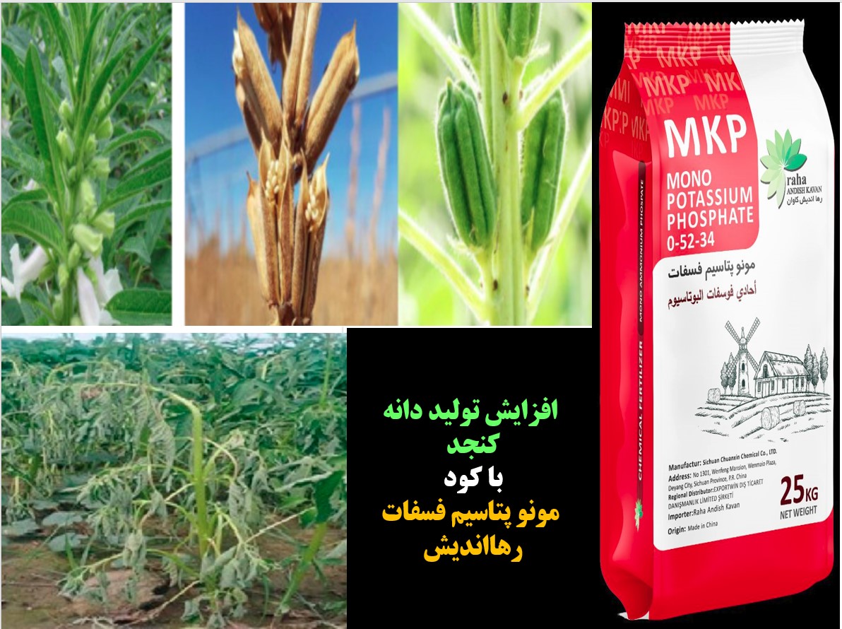افزایش تولید دانه کنجد با کود مونو پتاسیم فسفات رهااندیش – قسمت اول