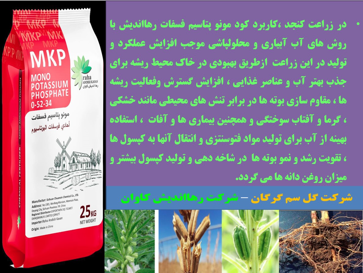 افزایش تولید دانه کنجد با کود مونو پتاسیم فسفات رهااندیش – قسمت دوم