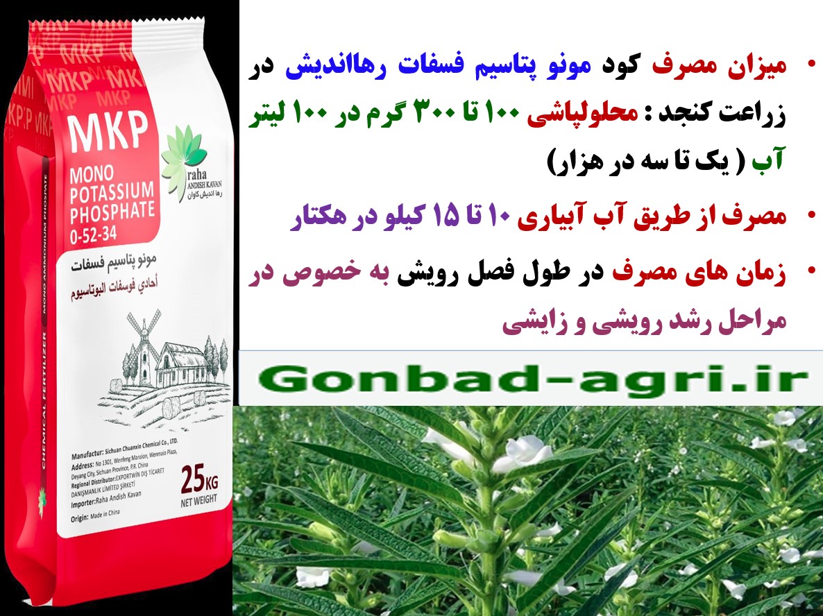 افزایش تولید دانه کنجد با کود مونو پتاسیم فسفات رهااندیش – قسمت سوم