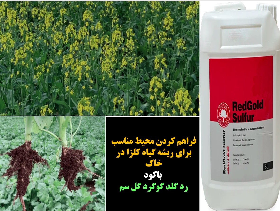 فراهم کردن محیط مناسب برای ریشه کلزا با کود مایع ردگلد گوگرد گل سم – قسمت اول