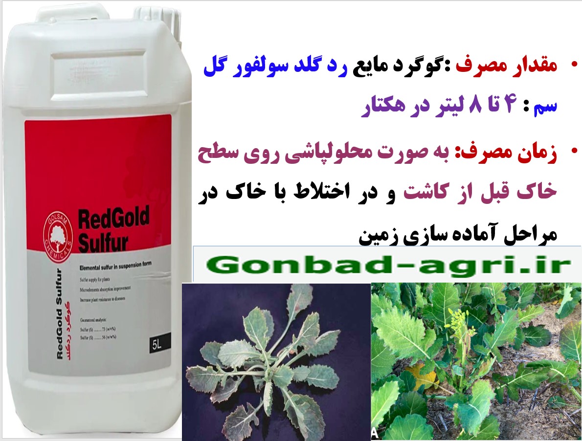 فراهم کردن محیط مناسب برای ریشه کلزا با کود مایع ردگلد گوگرد گل سم – قسمت سوم