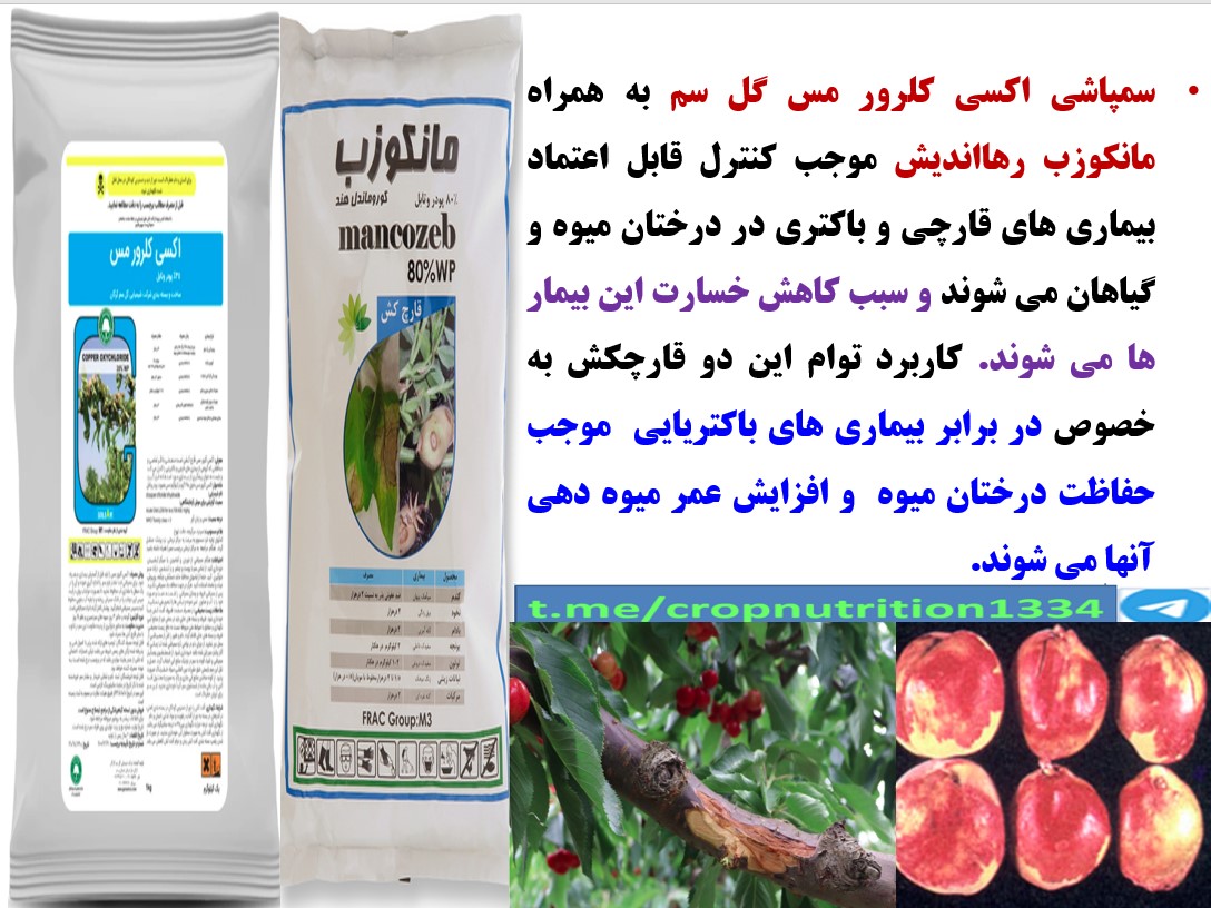 محافظت درختان میوه هسته دار در برابر بیماری های قارچی و باکتری – قسمت سوم