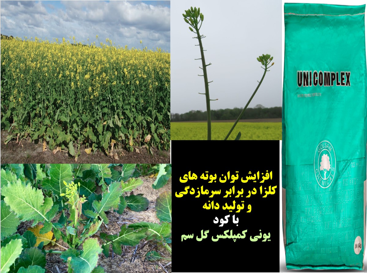 مصرف کود یونی کمپلکس گل سم برای افزایش توان بوته های کلزا – قسمت اول