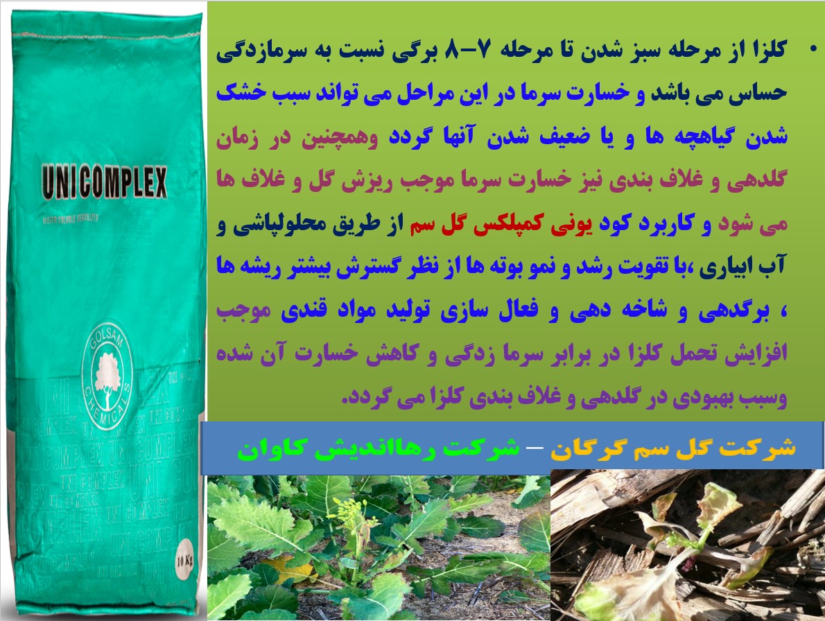 مصرف کود یونی کمپلکس گل سم برای افزایش توان بوته های کلزا – قسمت دوم