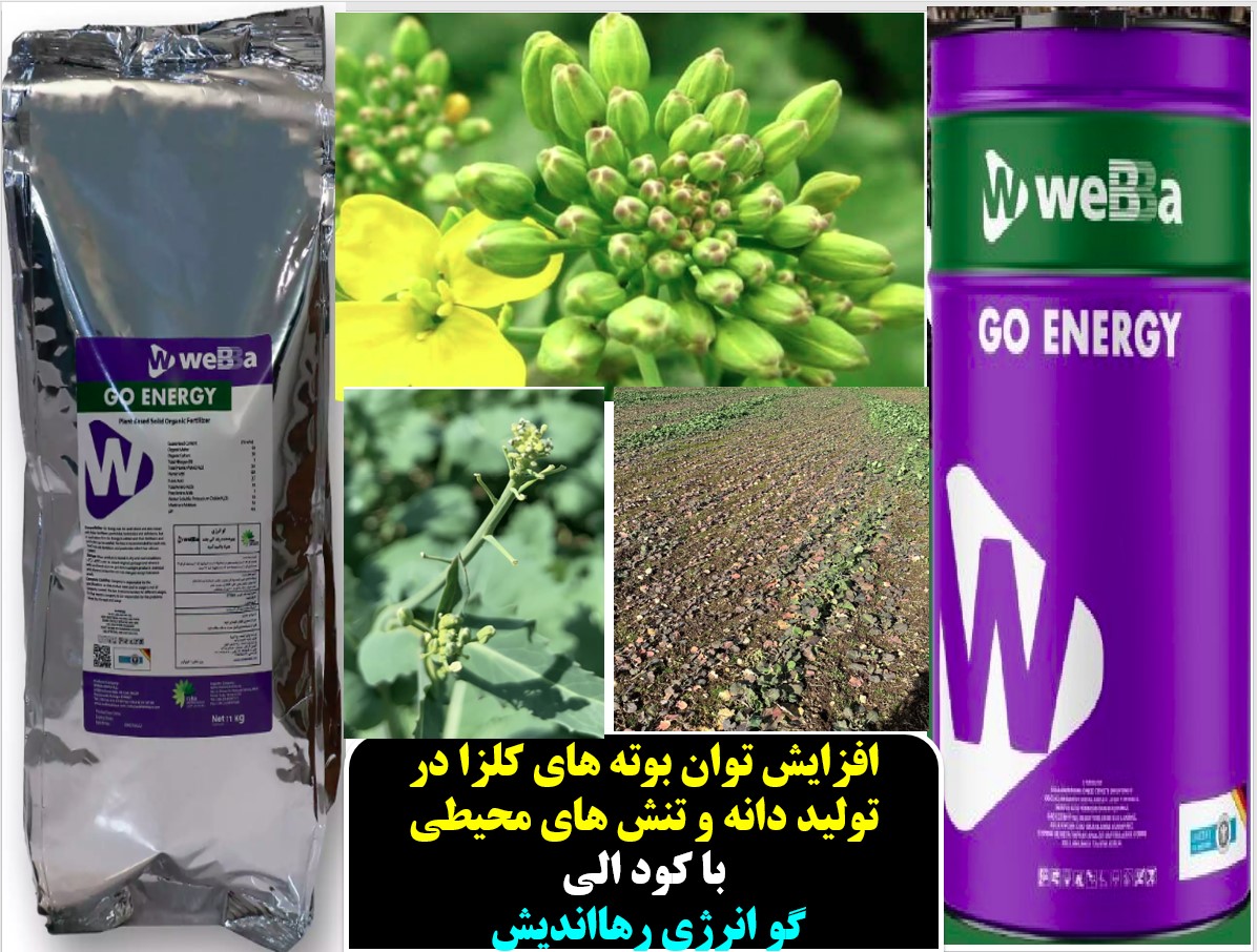 تقویت بوته های کلزا برای افزایش تولید با کود گوانرژی رهااندیش – قسمت اول
