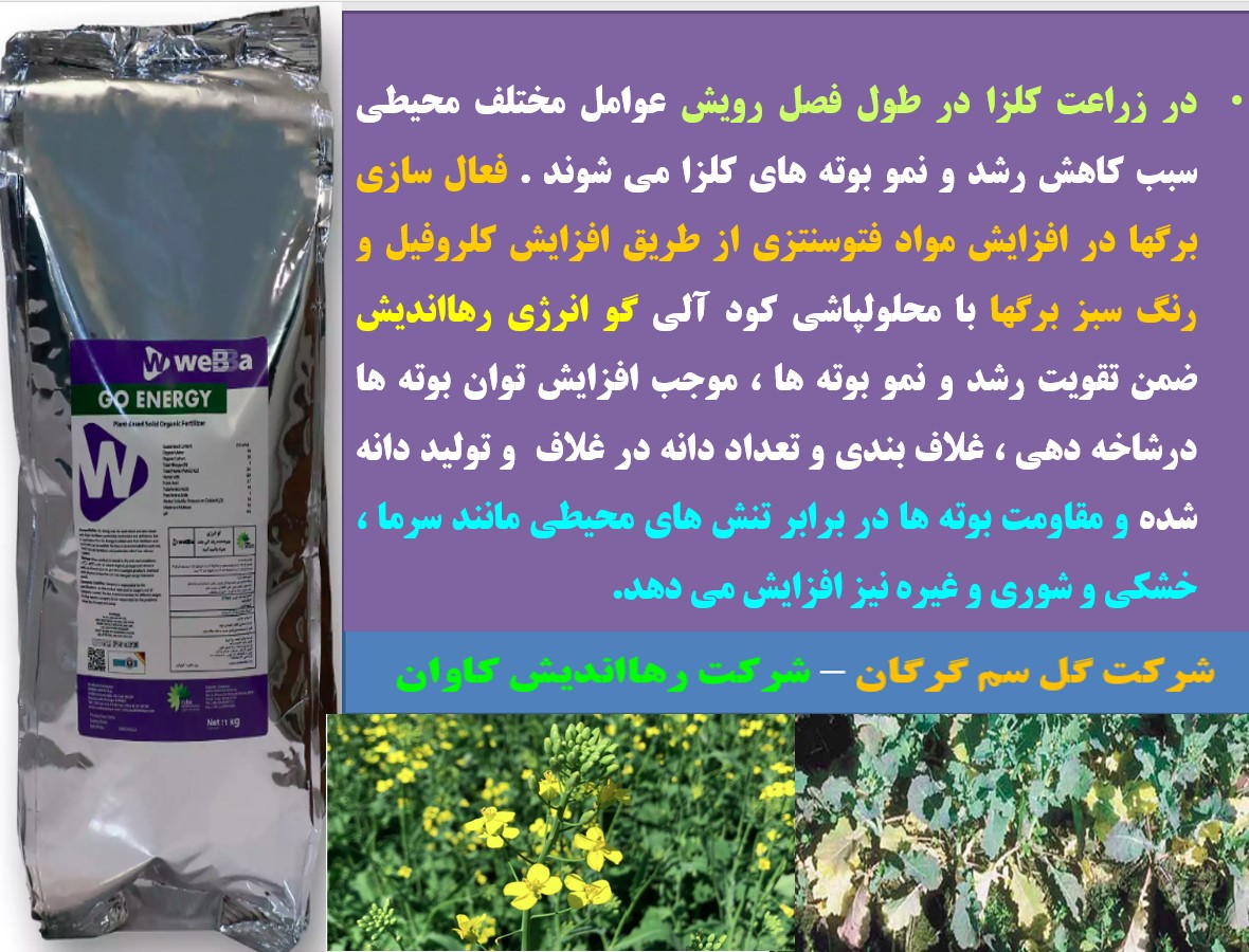 تقویت بوته های کلزا برای افزایش تولید با کود گوانرژی رهااندیش – قسمت دوم