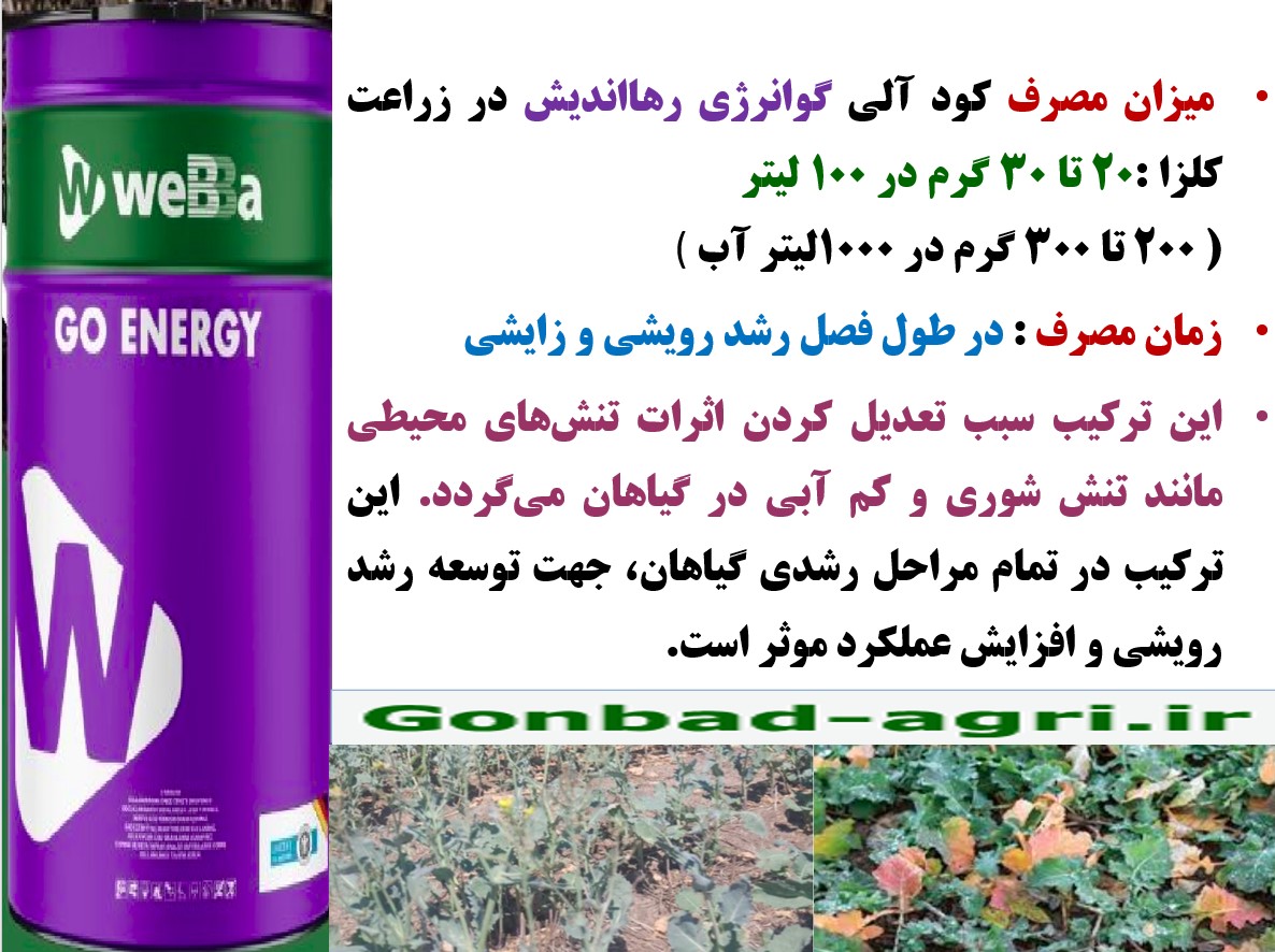 تقویت بوته های کلزا برای افزایش تولید با کود گوانرژی رهااندیش – قسمت سوم