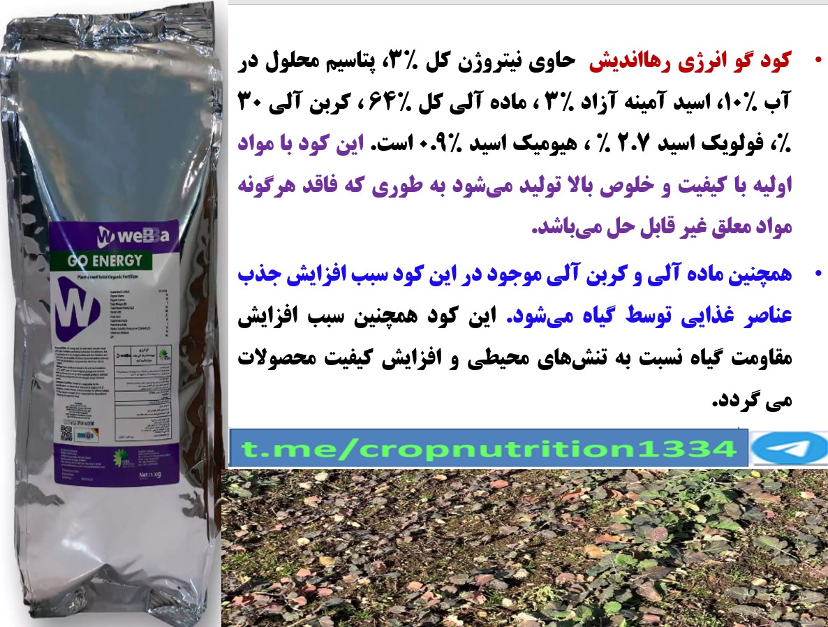 تقویت بوته های کلزا برای افزایش تولید با کود گوانرژی رهااندیش – قسمت چهارم