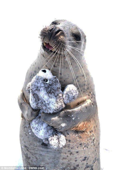 smitten_seal_hugs_a_toy_version_of_itself_in_pure_joy_zwrp.jpg