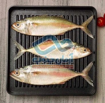 نمایی از بسته بندی ماهی طلال توسط پرسنل آرمان جنوب