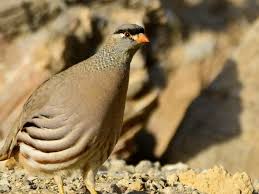 پرنده کبک در کوههای هزار مسجد