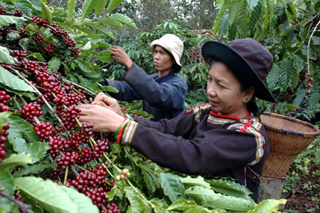 برداشت قهوه در ویتنام