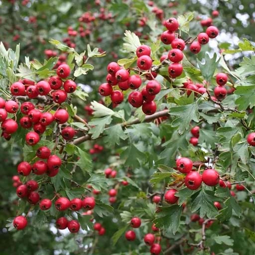 زالزالک قرمز